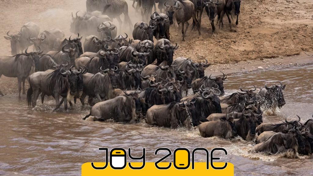 کشور کنیا